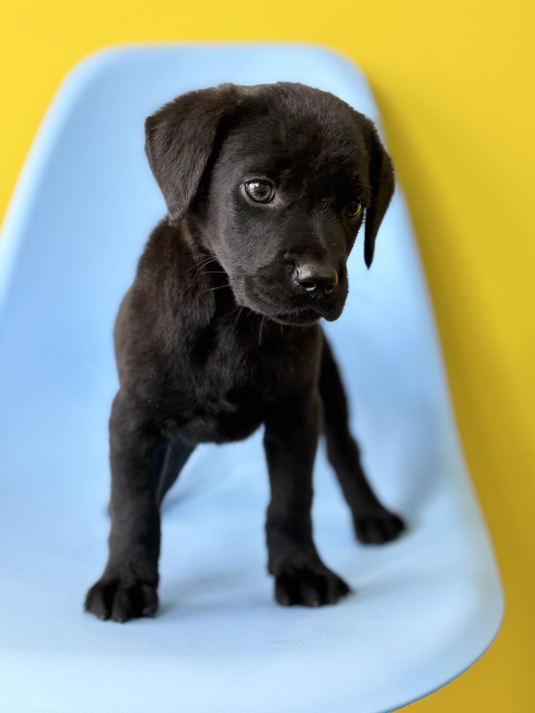 埼玉県のラブラドールレトリーバー (ペッツスマイル加須インター店/2026年1月24日生まれ/女の子/ブラック)の子犬の4枚目の画像