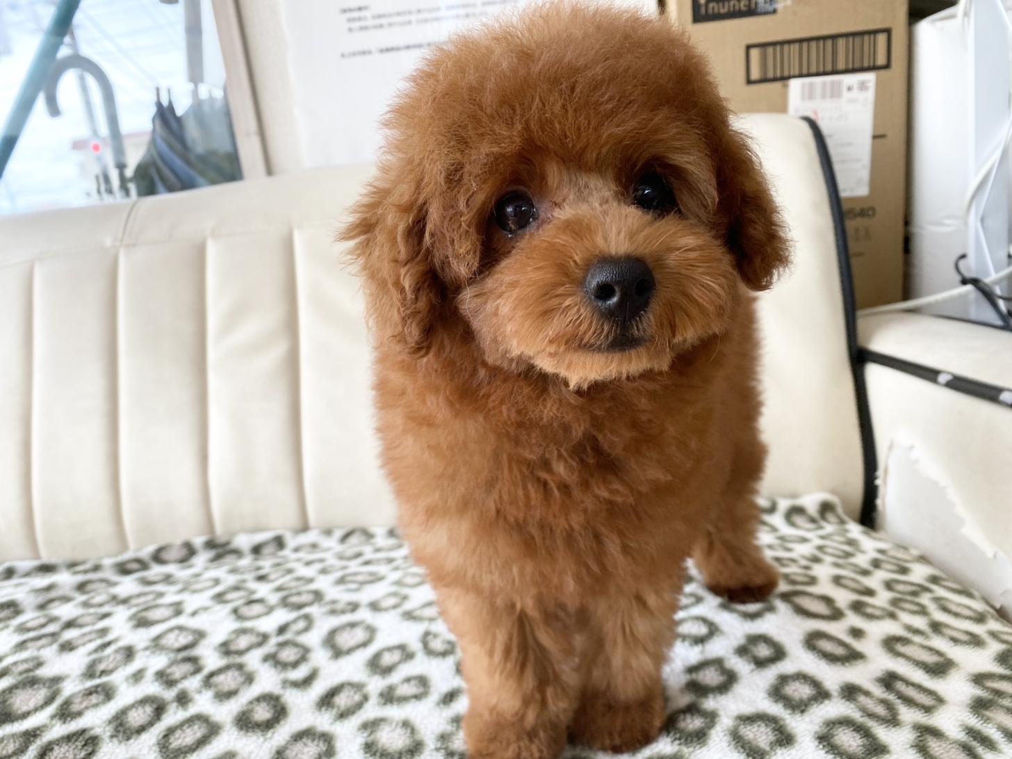 熊本県のトイプードル(トイ) (スタードッグス新熊本店/2026年6月3日生まれ/男の子/レッド)の子犬の4枚目の画像
