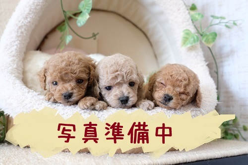 滋賀県のトイプードル(トイ) (いっぷく湖南店/2025年6月14日生まれ/男の子/レッドフォーン)の子犬