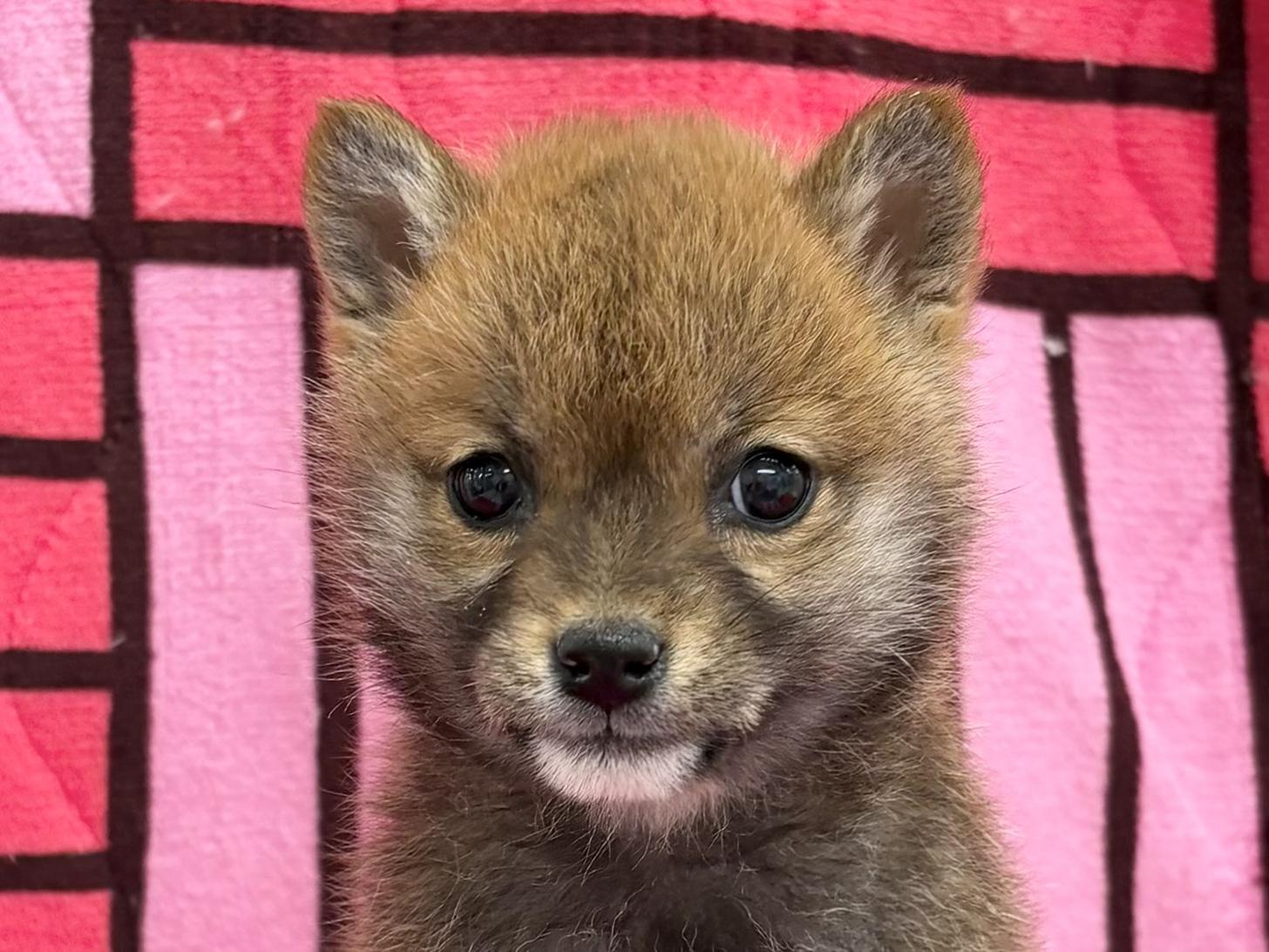 愛知県の柴犬(標準サイズ) (ハピースペット春日井アミーゴ店/2025年12月16日生まれ/女の子/赤)の子犬の2枚目の画像