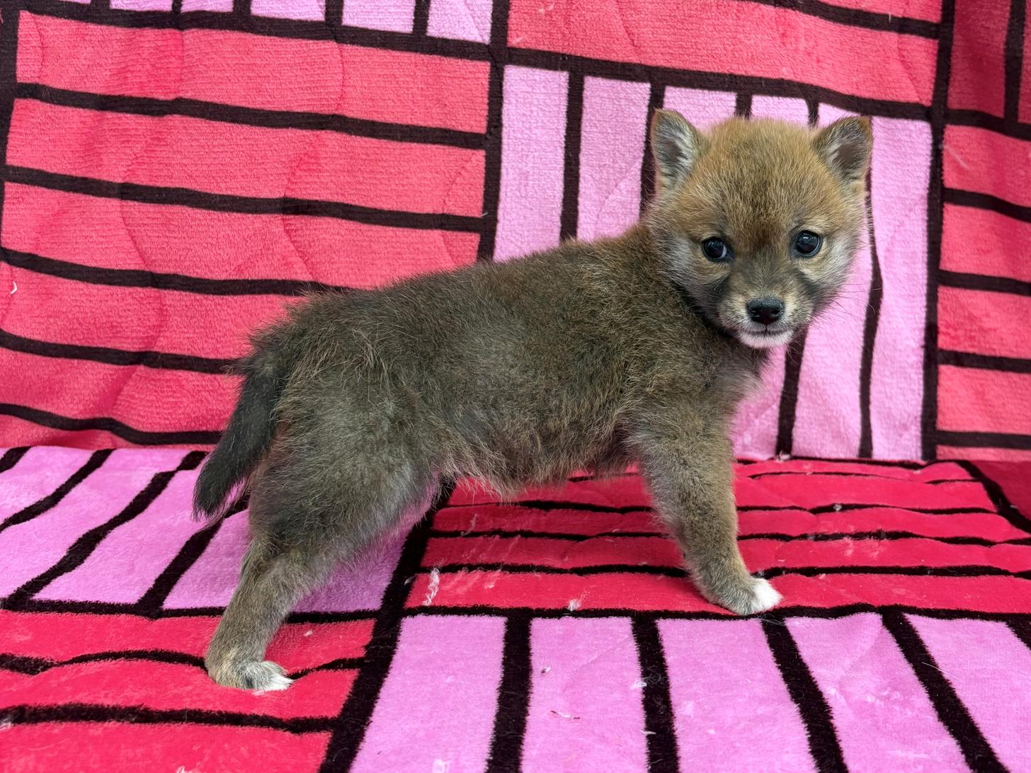 愛知県の柴犬(標準サイズ) (ハピースペット春日井アミーゴ店/2025年12月16日生まれ/女の子/赤)の子犬の3枚目の画像