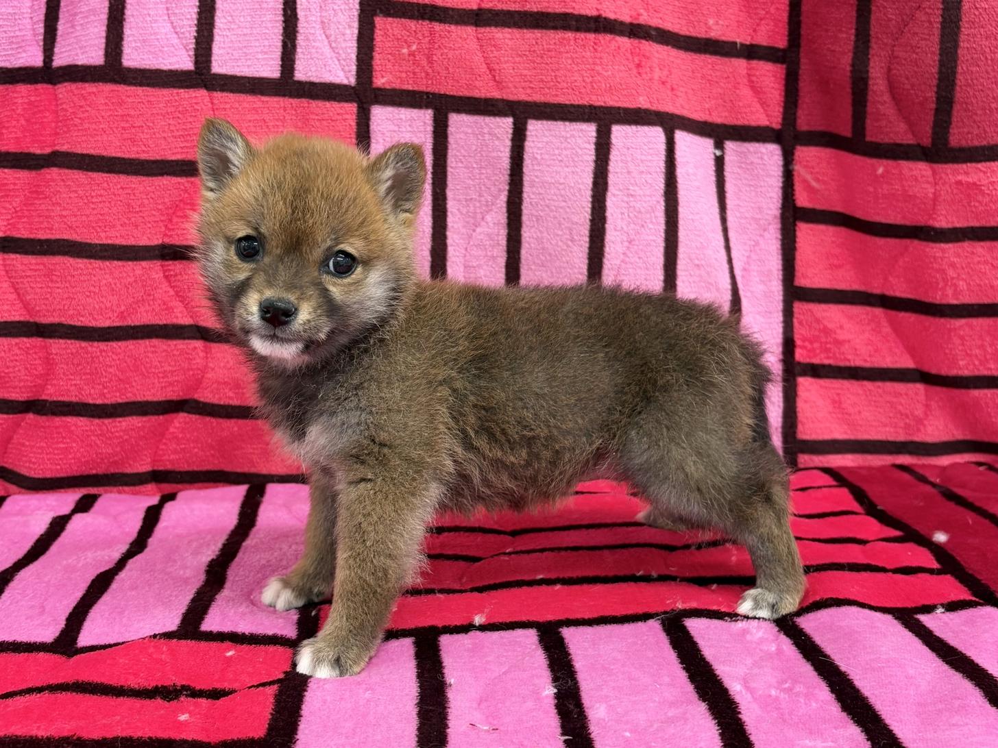 愛知県の柴犬(標準サイズ) (ハピースペット春日井アミーゴ店/2025年12月16日生まれ/女の子/赤)の子犬の4枚目の画像