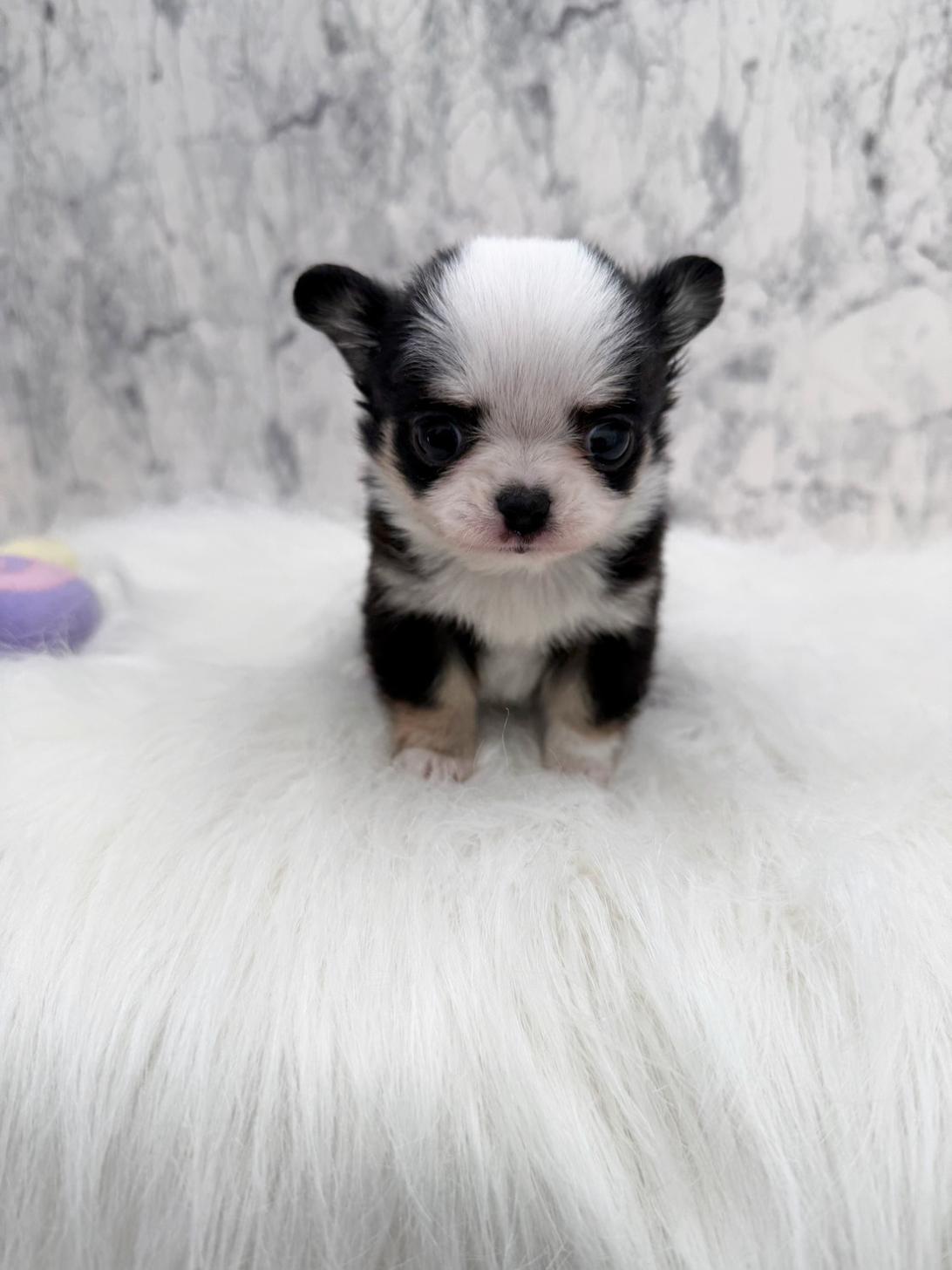 埼玉県のチワワ(ロング) (PETSHOP FATIS/2025年11月8日生まれ/女の子/ブラックホワイトタン)の子犬の2枚目の画像