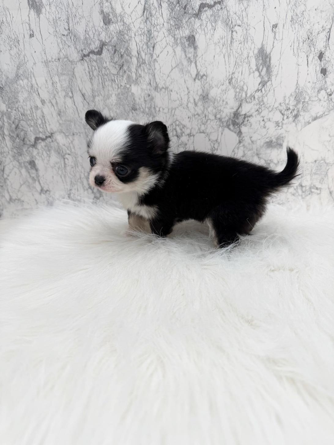 埼玉県のチワワ(ロング) (PETSHOP FATIS/2025年11月8日生まれ/女の子/ブラックホワイトタン)の子犬の3枚目の画像