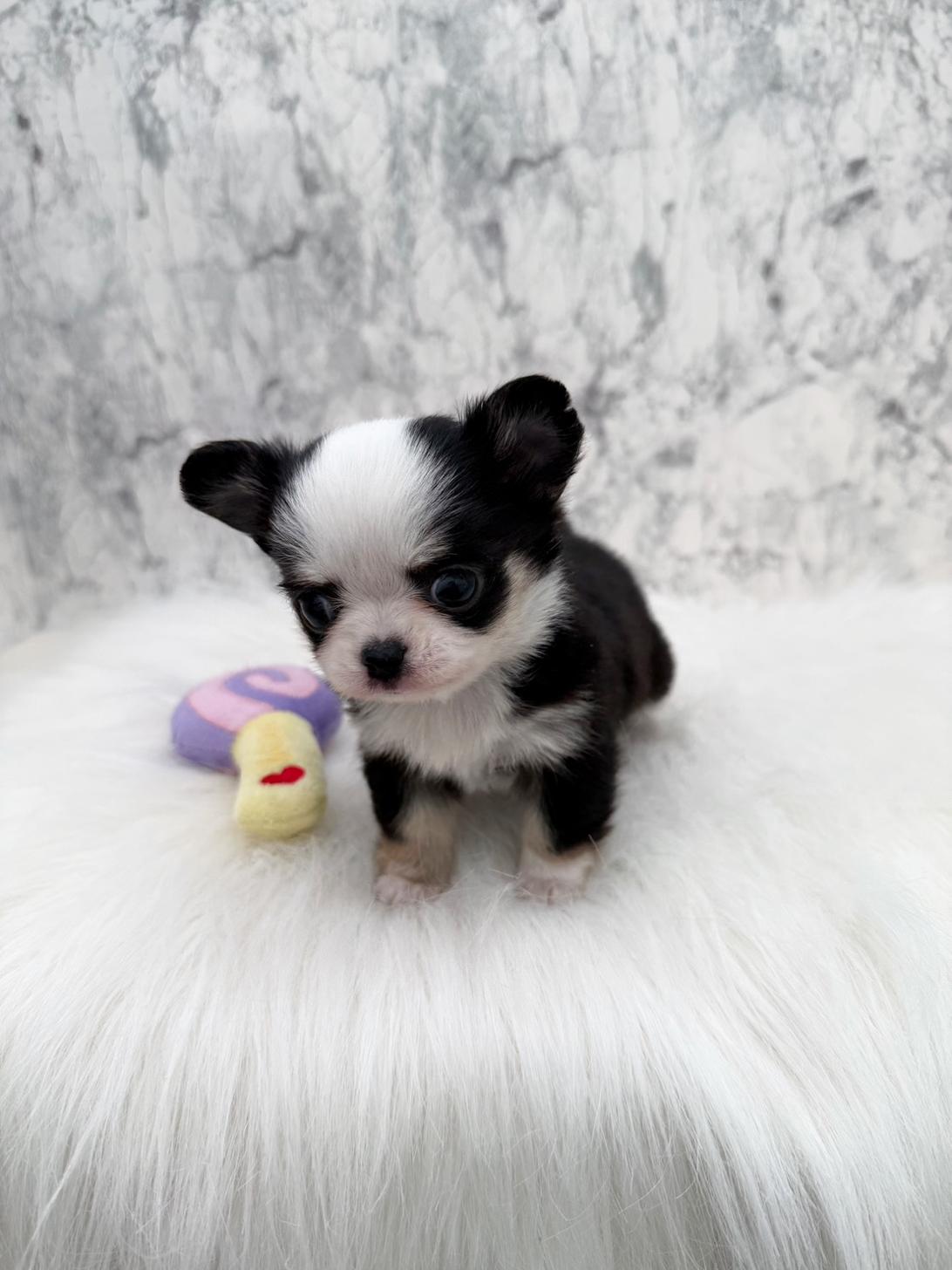 埼玉県のチワワ(ロング) (PETSHOP FATIS/2025年11月8日生まれ/女の子/ブラックホワイトタン)の子犬の4枚目の画像