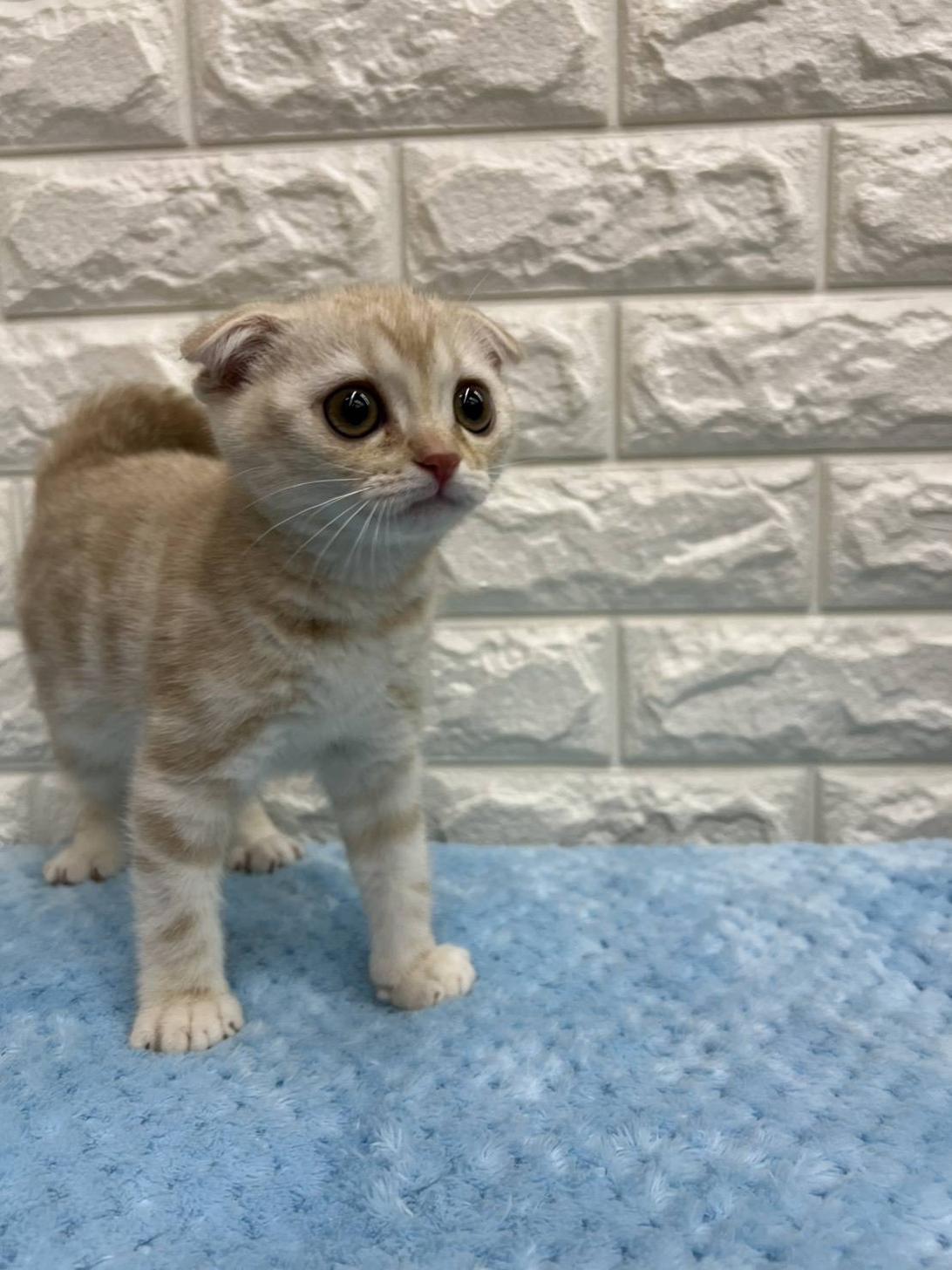 神奈川県のスコティッシュフォールド (ペッツコンシェル厚木下荻野店/2026年3月3日生まれ/男の子/レッドタビー)の子猫の2枚目の画像