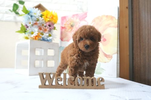 滋賀県のトイプードル(トイ) (いっぷく湖南店/2025年7月2日生まれ/女の子/レッドフォーン)の子犬の4枚目の画像