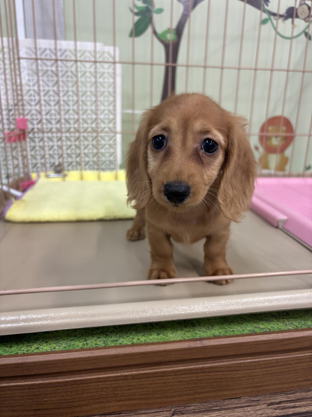 愛知県のミニチュアダックスフンド(ロング) (子いぬの足あと/2025年11月5日生まれ/女の子/ゴールド)の子犬