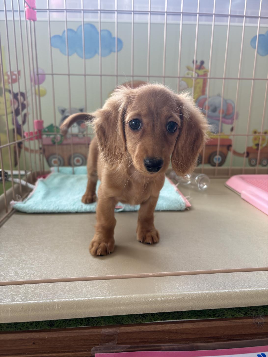 愛知県のミニチュアダックスフンド(ロング) (子いぬの足あと/2025年11月5日生まれ/女の子/ゴールド)の子犬