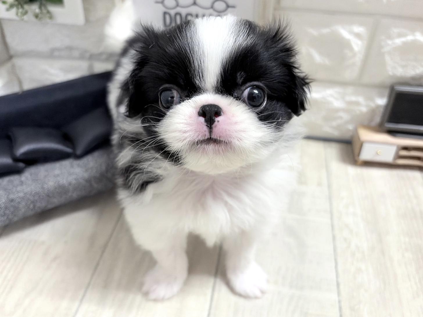 大阪府の狆 (DOGMAN平野瓜破店/2026年8月12日生まれ/男の子/白黒)の子犬の1枚目の画像