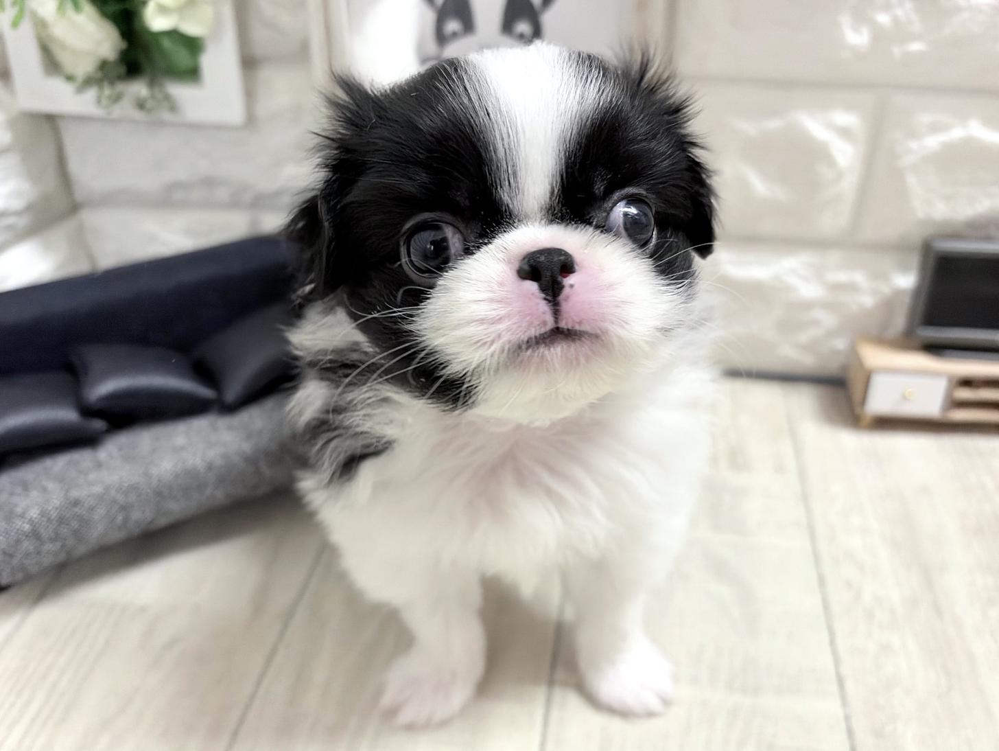 大阪府の狆 (DOGMAN平野瓜破店/2026年8月12日生まれ/男の子/白黒)の子犬の2枚目の画像
