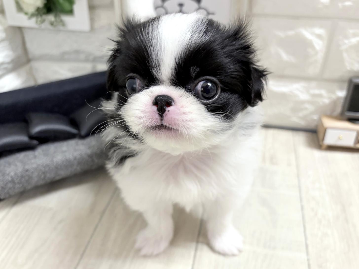 大阪府の狆 (DOGMAN平野瓜破店/2026年8月12日生まれ/男の子/白黒)の子犬の3枚目の画像