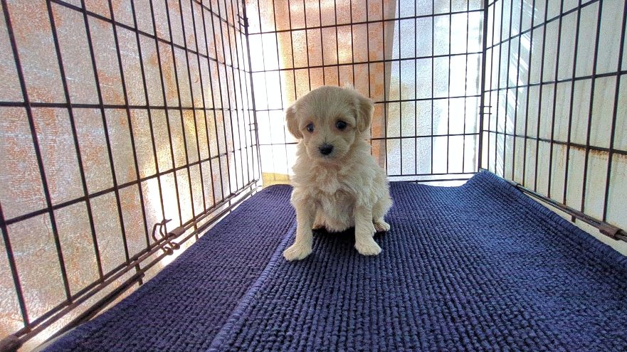 茨城県のマルプー(マルチーズ×プードル) (ペットショップスズキ/2026年1月20日生まれ/女の子/クリームホワイト)の子犬の2枚目の画像