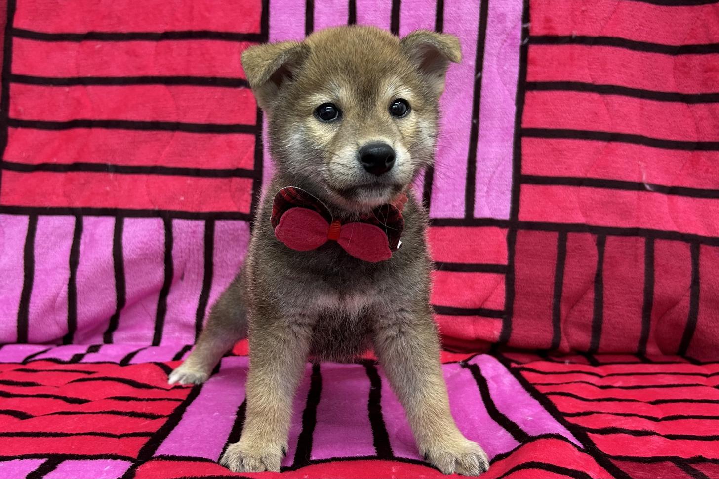愛知県の柴犬(標準サイズ) (ハピースペット鳴海店/2025年4月16日生まれ/男の子/レッド)の子犬