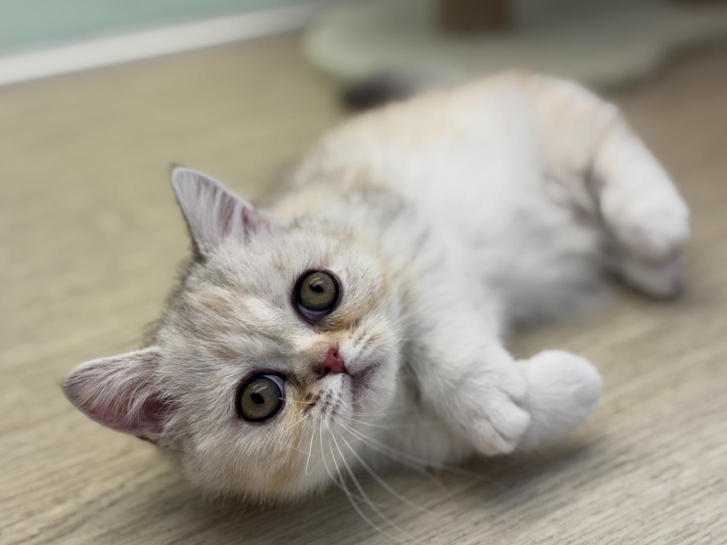 神奈川県のミヌエット (Doggy Style 小田原店/2025年11月5日生まれ/女の子/ブラウンパッチドタビーホワイト)の子猫の1枚目の画像