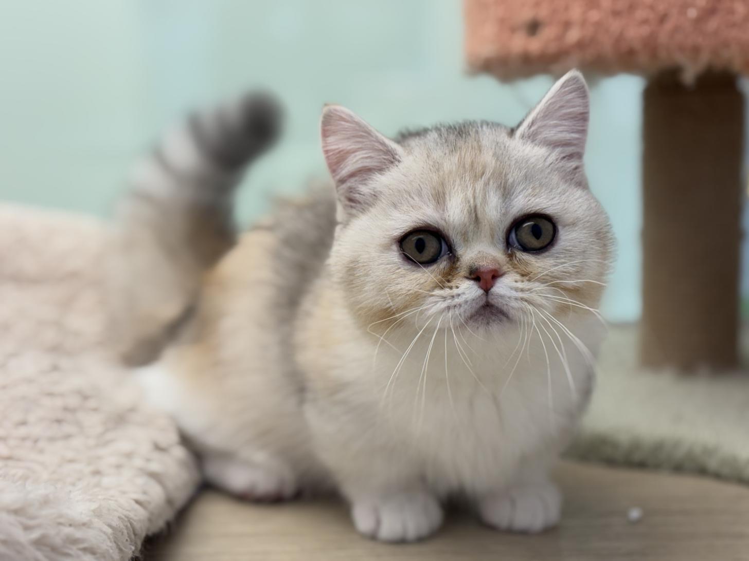 神奈川県のミヌエット (Doggy Style 小田原店/2025年11月5日生まれ/女の子/ブラウンパッチドタビーホワイト)の子猫