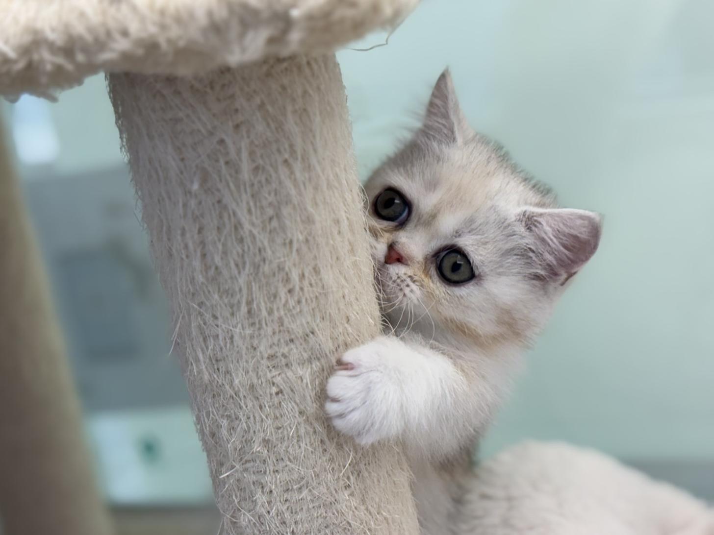 神奈川県のミヌエット (Doggy Style 小田原店/2025年11月5日生まれ/女の子/ブラウンパッチドタビーホワイト)の子猫の2枚目の画像