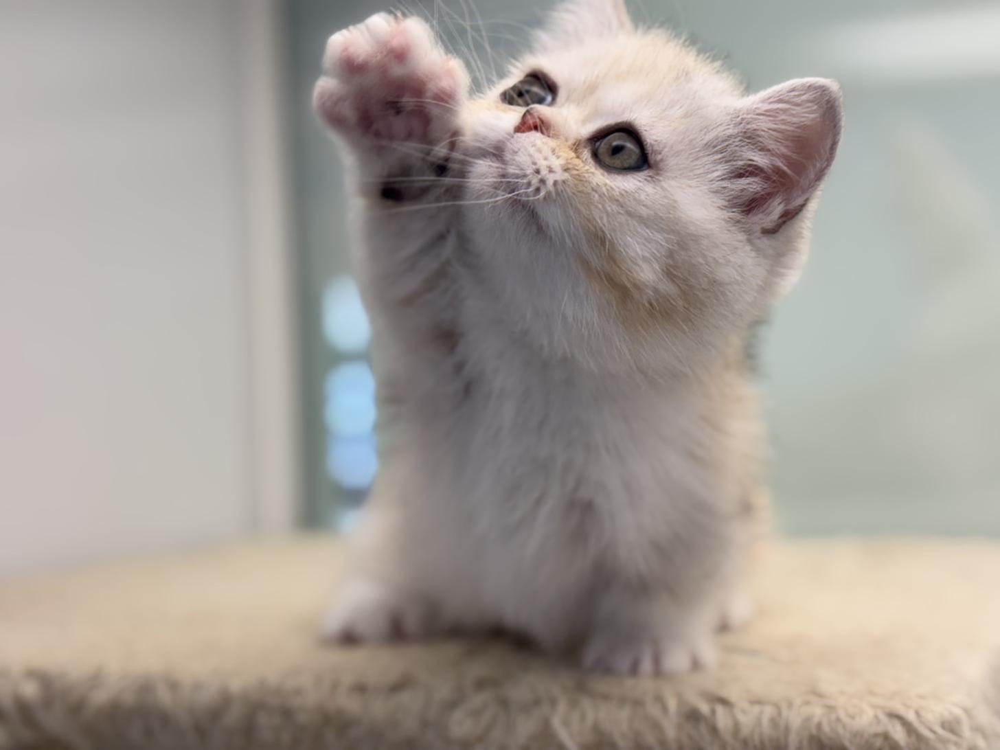 神奈川県のミヌエット (Doggy Style 小田原店/2025年11月5日生まれ/女の子/ブラウンパッチドタビーホワイト)の子猫の3枚目の画像