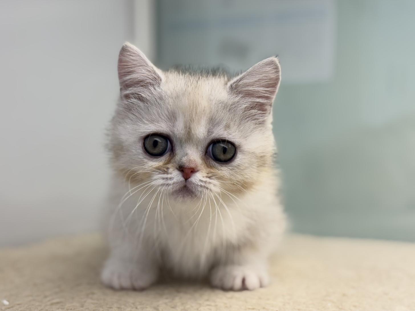 神奈川県のミヌエット (Doggy Style 小田原店/2025年11月5日生まれ/女の子/ブラウンパッチドタビーホワイト)の子猫の4枚目の画像