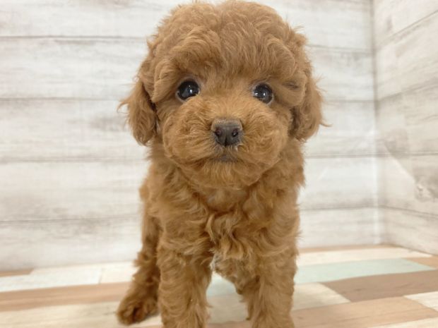 新潟県のトイプードル(トイ) (竹内ペット 新津本店/2026年2月11日生まれ/女の子/レッド)の子犬の1枚目の画像