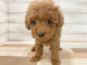 新潟県のトイプードル(トイ) (竹内ペット 新津本店/2026年2月11日生まれ/女の子/レッド)の子犬の2枚目の画像