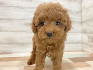 新潟県のトイプードル(トイ) (竹内ペット 新津本店/2026年2月11日生まれ/女の子/レッド)の子犬の3枚目の画像