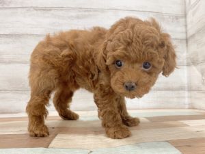 新潟県のトイプードル(トイ) (竹内ペット 新津本店/2026年2月11日生まれ/女の子/レッド)の子犬の4枚目の画像