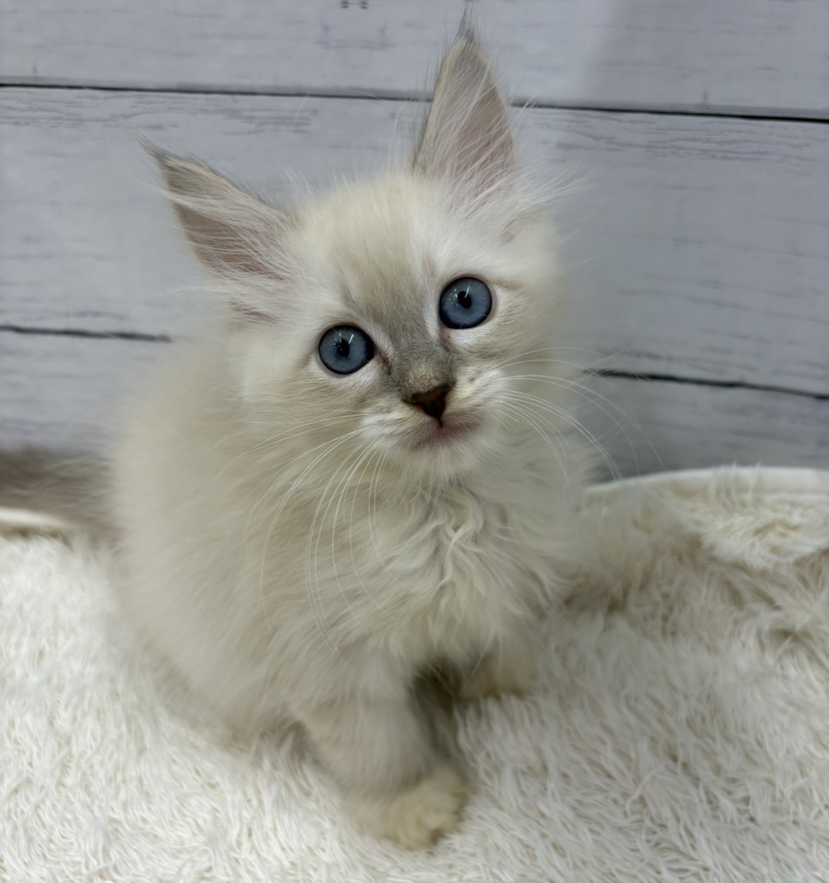 千葉県のネヴァマスカレード (ペッツワン佐倉店/2026年2月27日生まれ/男の子/ブルーリンクスポイント)の子猫