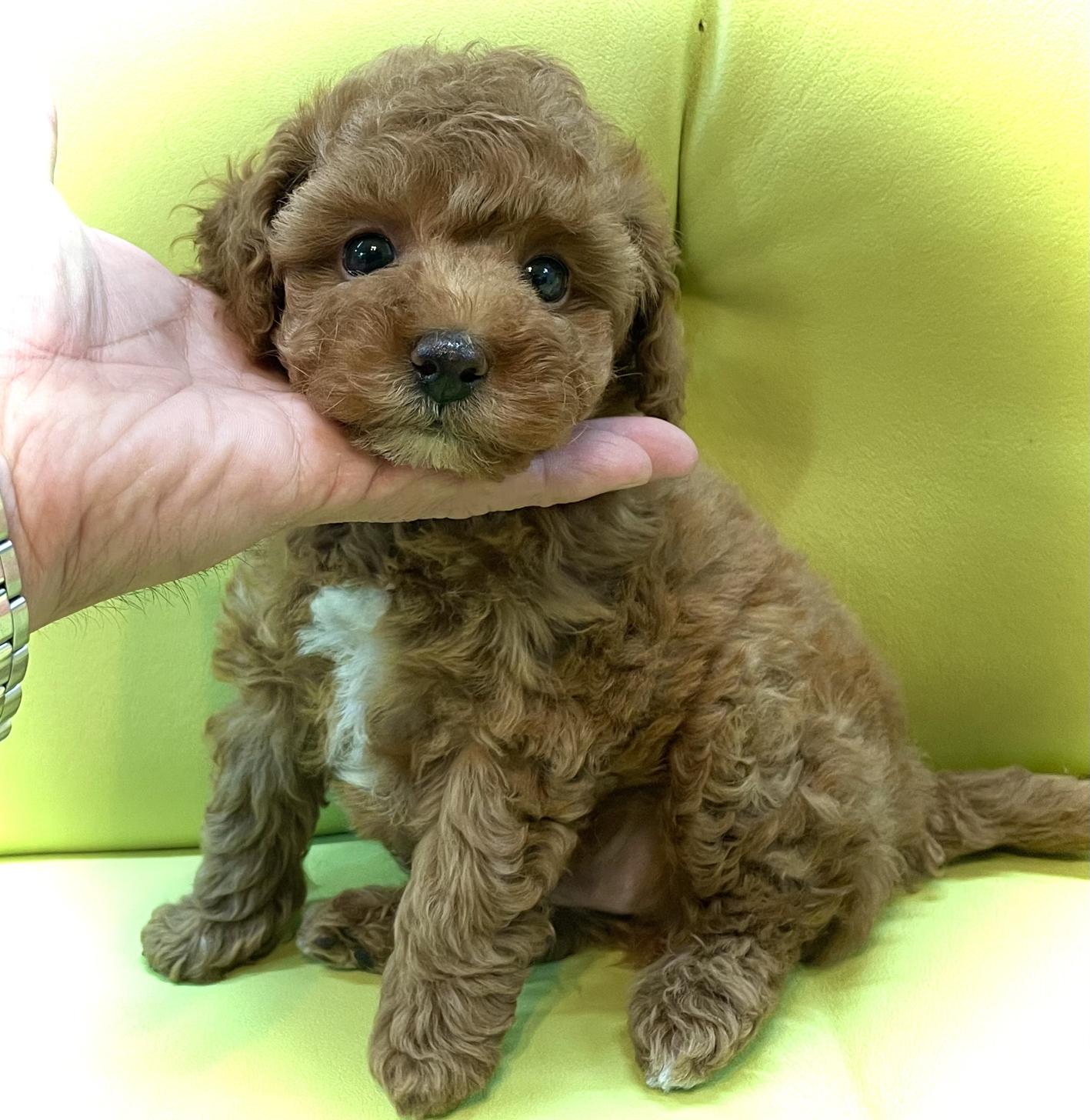 神奈川県のタイニープードル (Puppyカフェ/2025年3月6日生まれ/男の子/レッド)の子犬