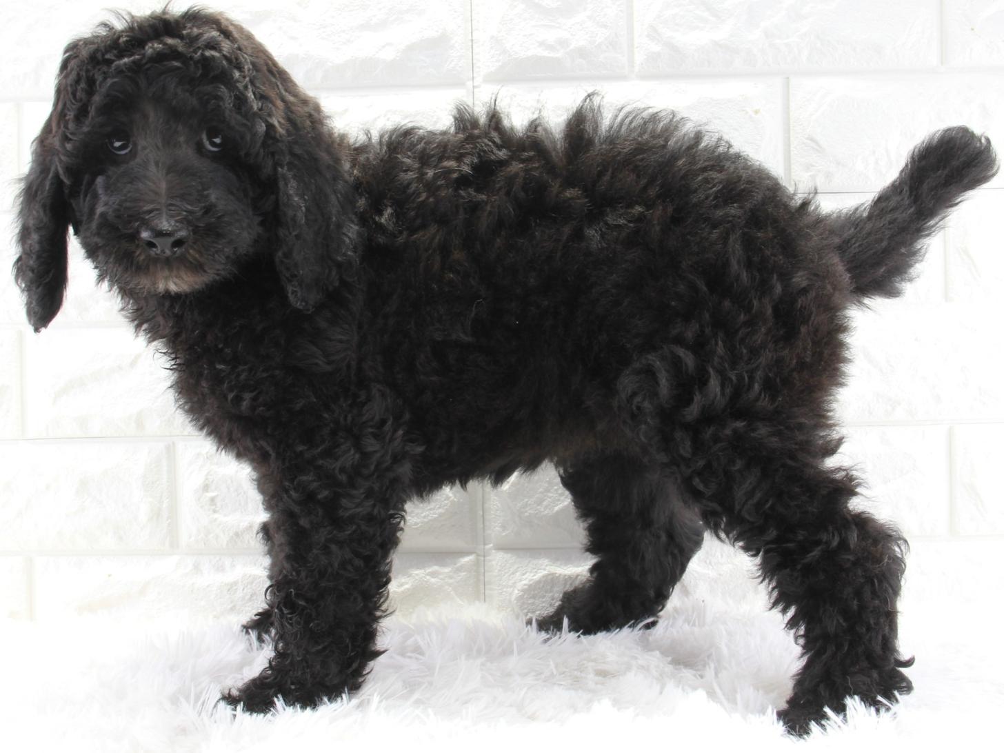 愛知県のスタンダードプードル (猫福家 名古屋南店/2025年12月28日生まれ/女の子/ブラック)の子犬の2枚目の画像