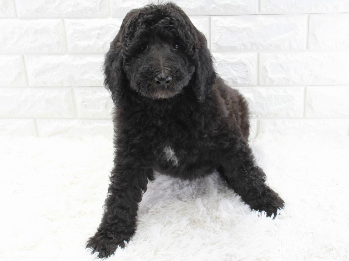 愛知県のスタンダードプードル (猫福家 名古屋南店/2025年12月28日生まれ/女の子/ブラック)の子犬の4枚目の画像