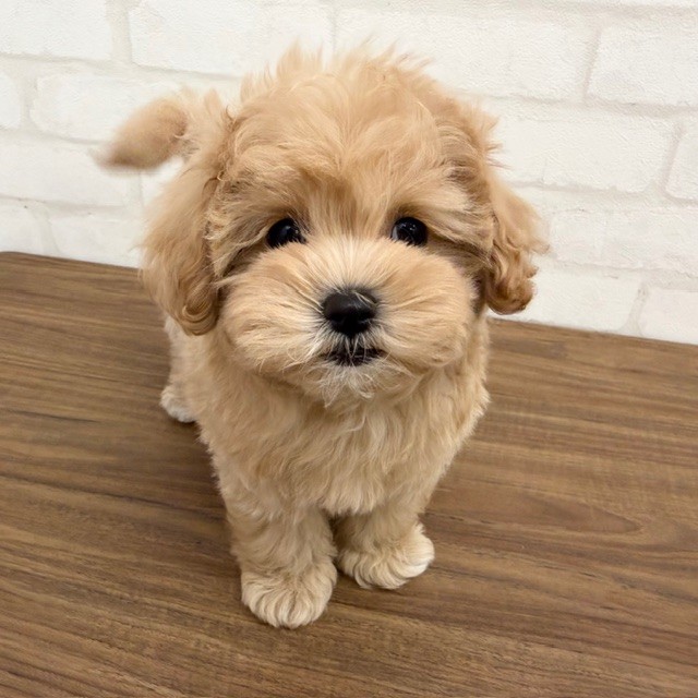 東京都のマルプー(マルチーズ×プードル) (ペッツコンシェルMitteN府中店/2026年1月27日生まれ/女の子/オレンジフォーン)の子犬