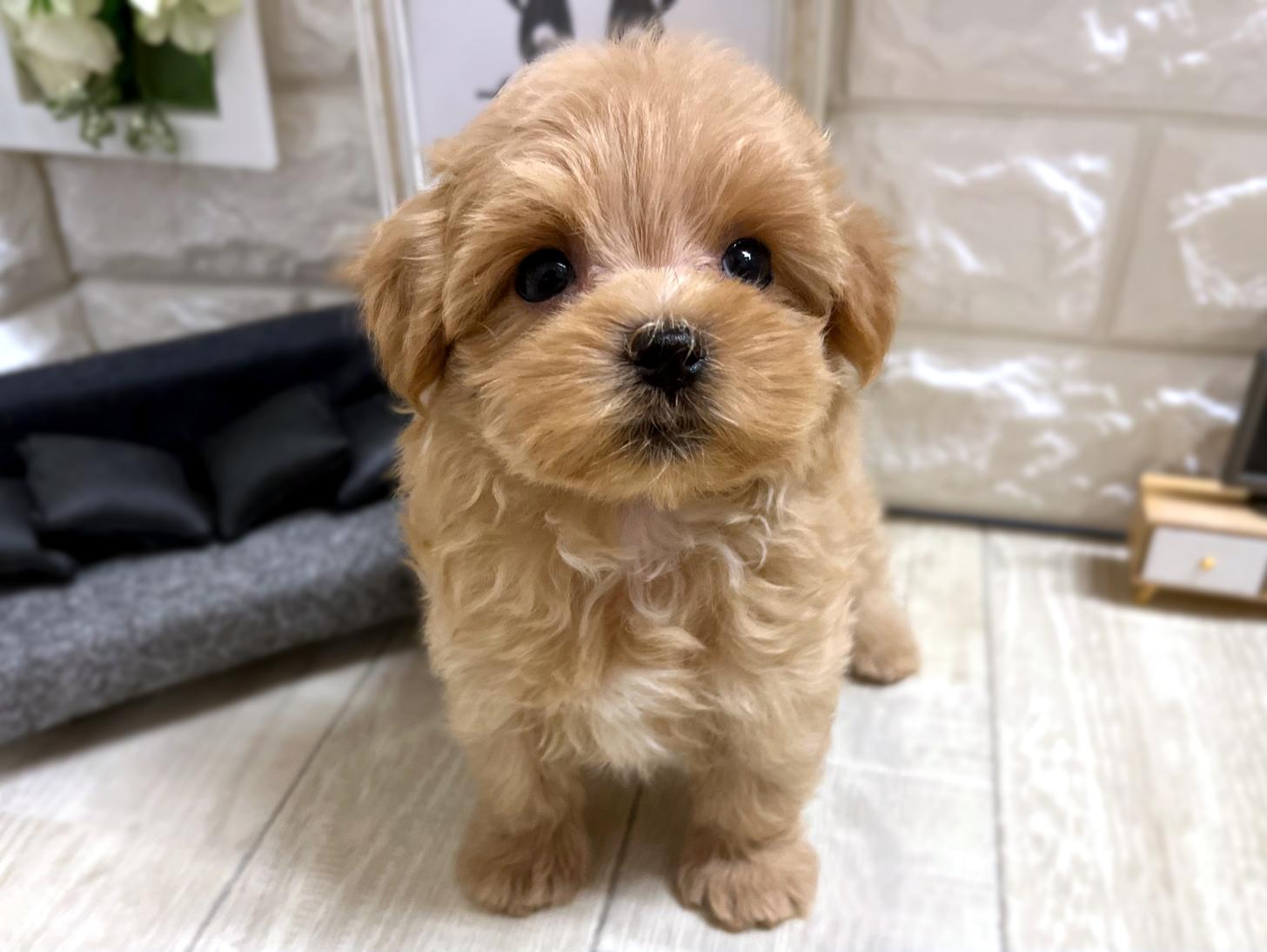 大阪府のマルプー(マルチーズ×プードル) (DOGMAN平野瓜破店/2025年12月29日生まれ/女の子/クリーム)の子犬の2枚目の画像