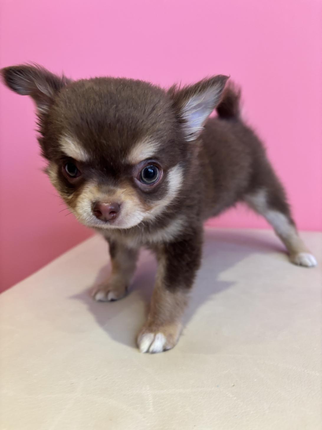 埼玉県のチワワ(ロング) (ペッツスマイル南中野店/2025年11月11日生まれ/男の子/チョコレートタンホワイト)の子犬の1枚目の画像