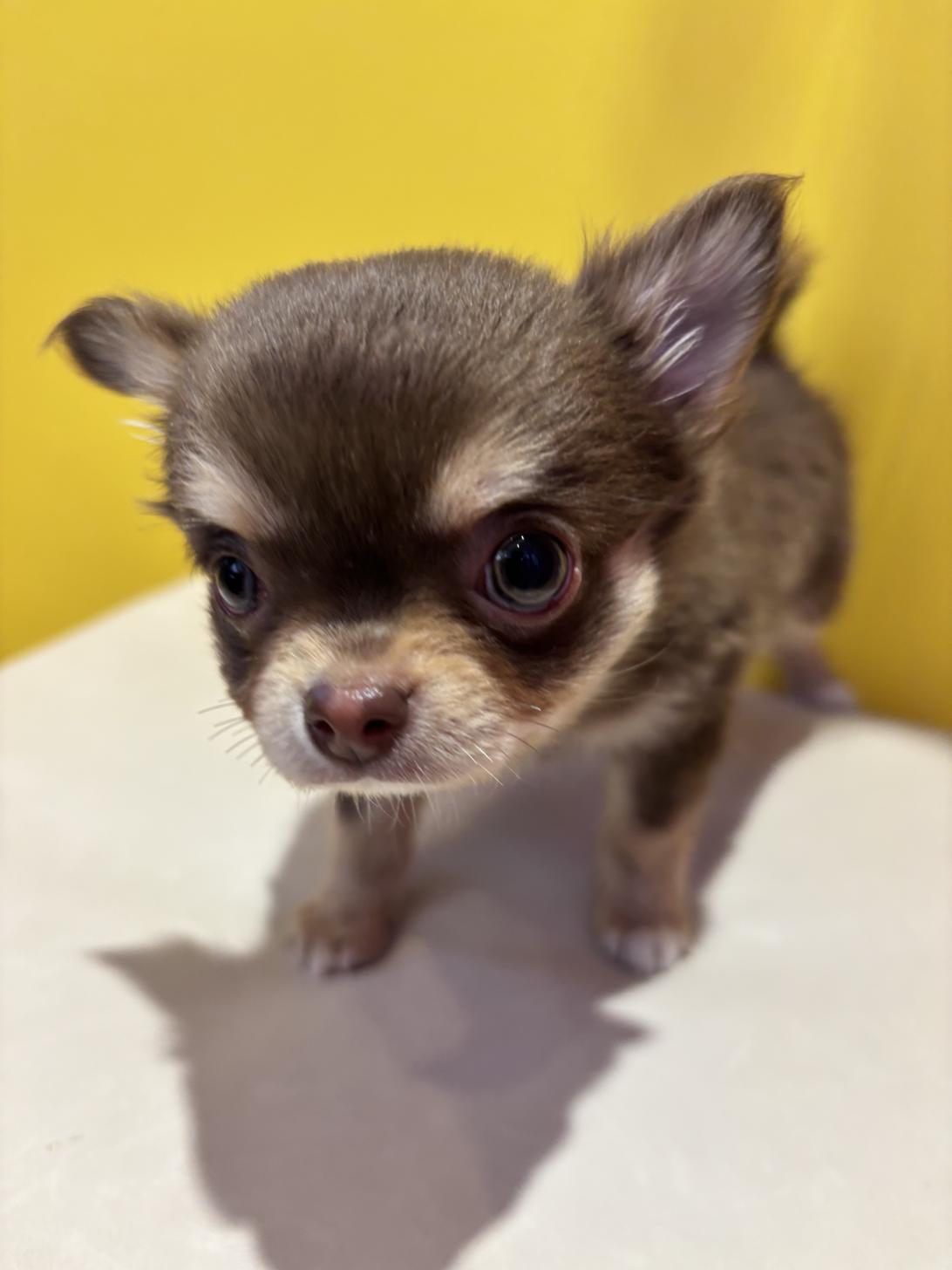 埼玉県のチワワ(ロング) (ペッツスマイル南中野店/2025年11月11日生まれ/男の子/チョコレートタンホワイト)の子犬の2枚目の画像