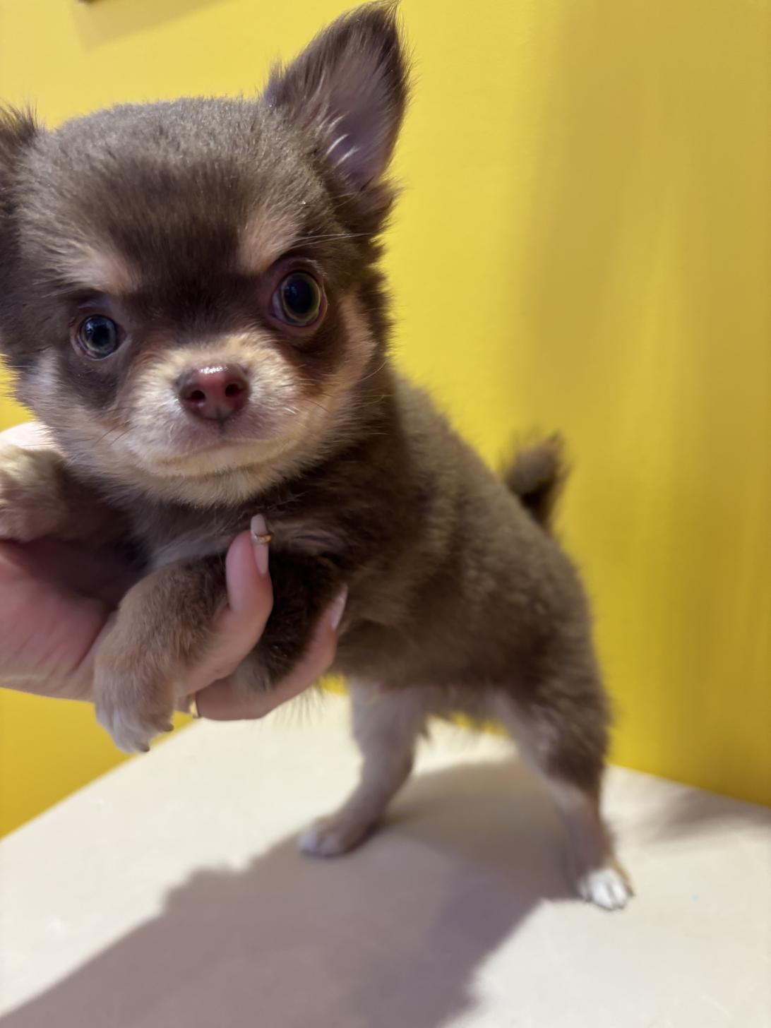 埼玉県のチワワ(ロング) (ペッツスマイル南中野店/2025年11月11日生まれ/男の子/チョコレートタンホワイト)の子犬の3枚目の画像