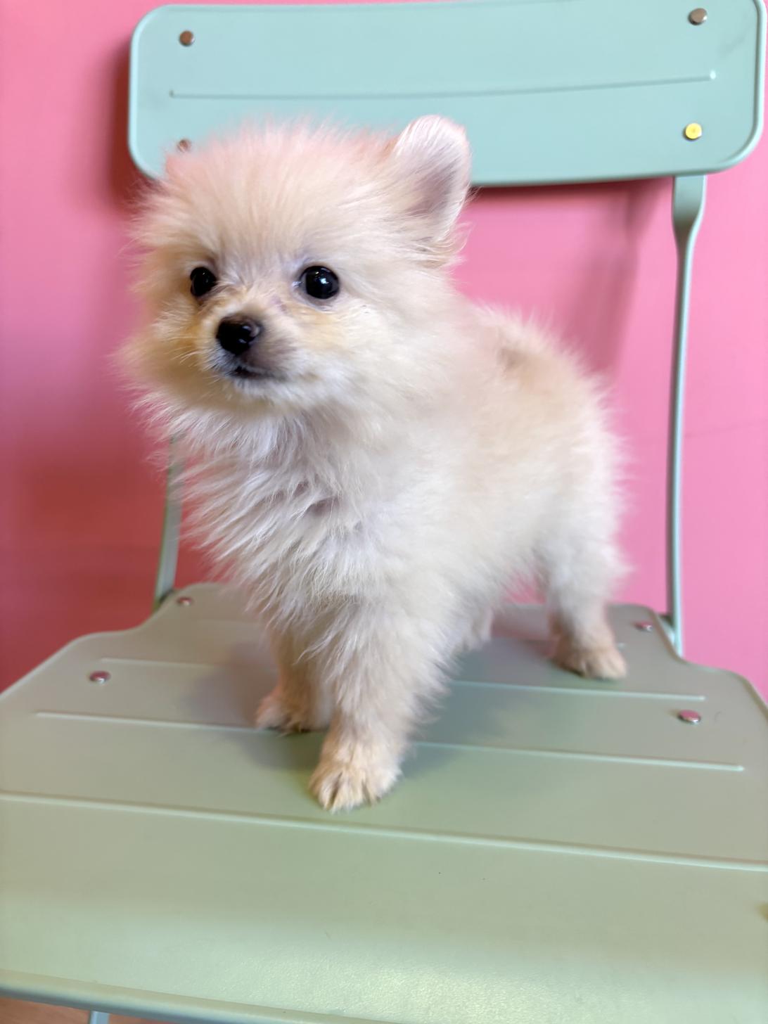 埼玉県のポメラニアン (ペッツスマイル南中野店/2026年7月30日生まれ/男の子/クリーム)の子犬の2枚目の画像