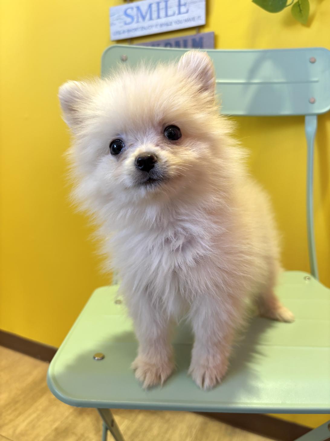 埼玉県のポメラニアン (ペッツスマイル南中野店/2026年7月30日生まれ/男の子/クリーム)の子犬の4枚目の画像