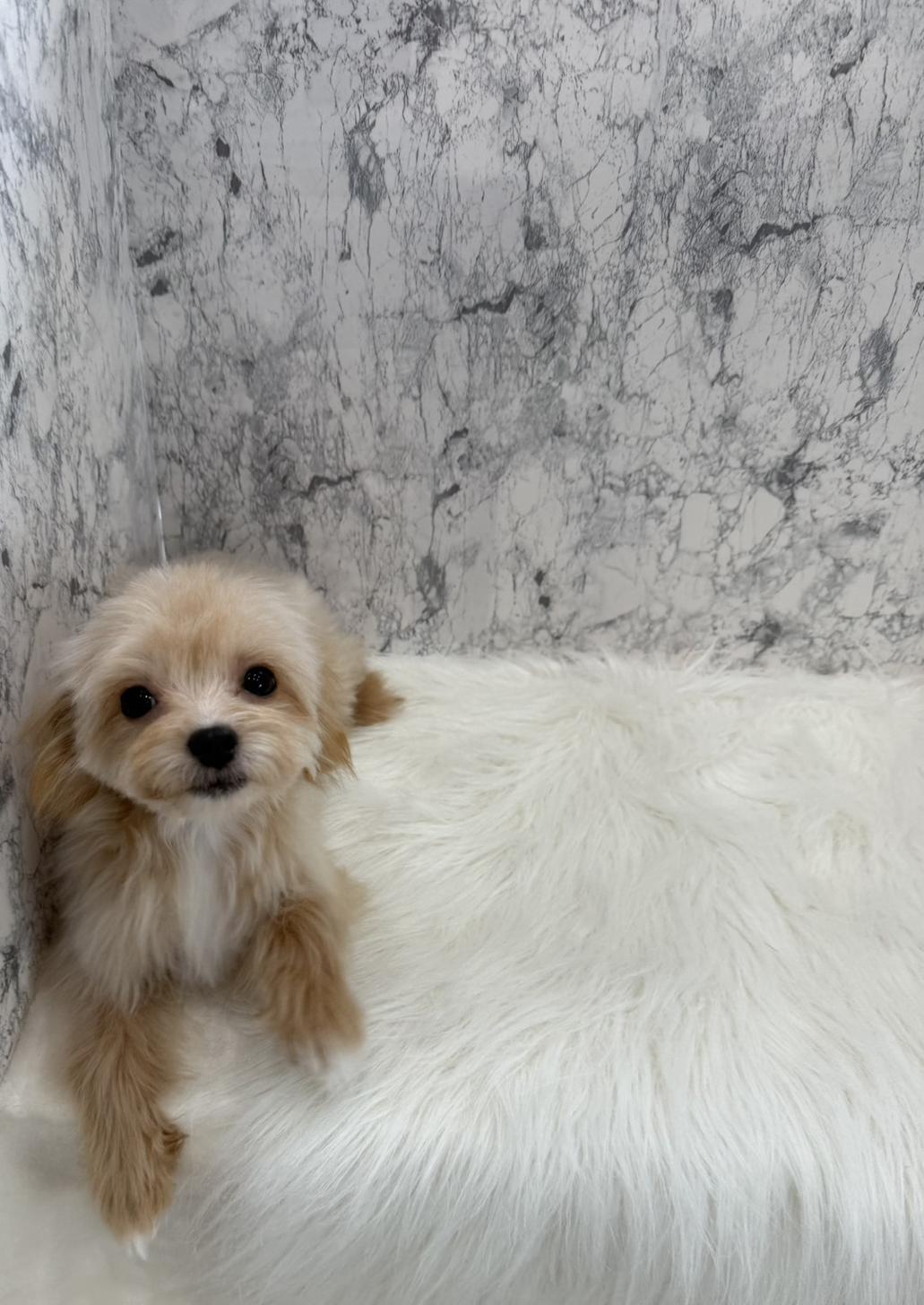 埼玉県のチワプー/プーチー(チワワ×プードル) (PETSHOP FATIS/2025年8月12日生まれ/男の子/クリームホワイト)の子犬の1枚目の画像