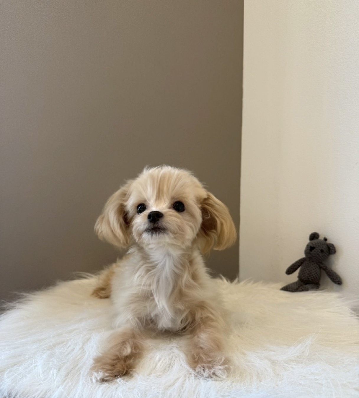 埼玉県のチワプー/プーチー(チワワ×プードル) (PETSHOP FATIS/2025年8月12日生まれ/男の子/クリームホワイト)の子犬の1枚目の画像