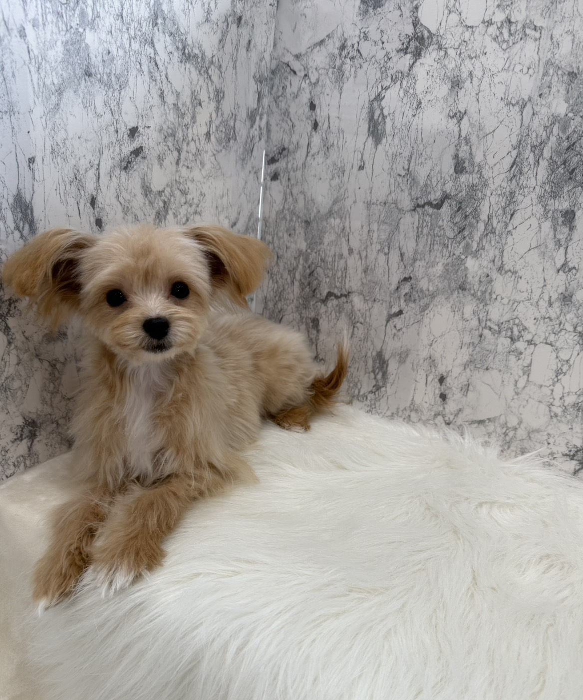 埼玉県のチワプー/プーチー(チワワ×プードル) (PETSHOP FATIS/2025年8月12日生まれ/男の子/クリームホワイト)の子犬の2枚目の画像