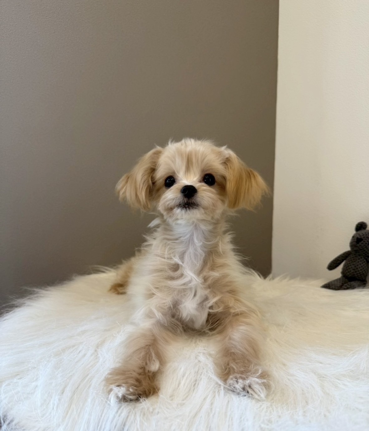 埼玉県のチワプー/プーチー(チワワ×プードル) (PETSHOP FATIS/2025年8月12日生まれ/男の子/クリームホワイト)の子犬の2枚目の画像