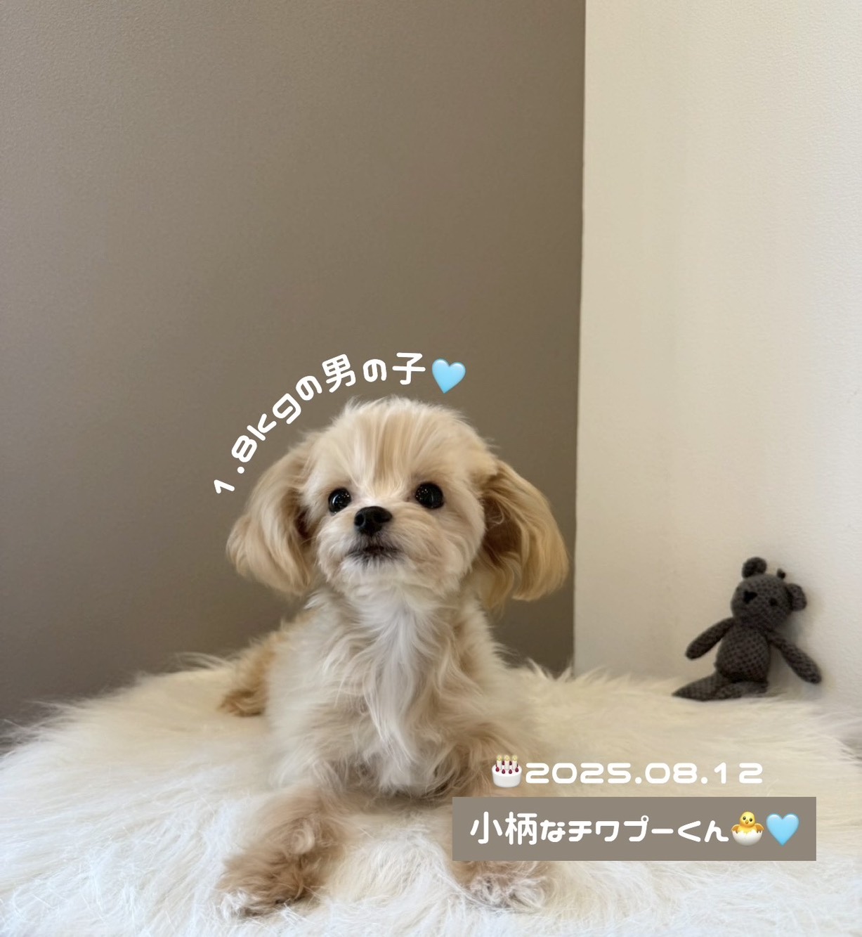 埼玉県のチワプー/プーチー(チワワ×プードル) (PETSHOP FATIS/2025年8月12日生まれ/男の子/クリームホワイト)の子犬の3枚目の画像