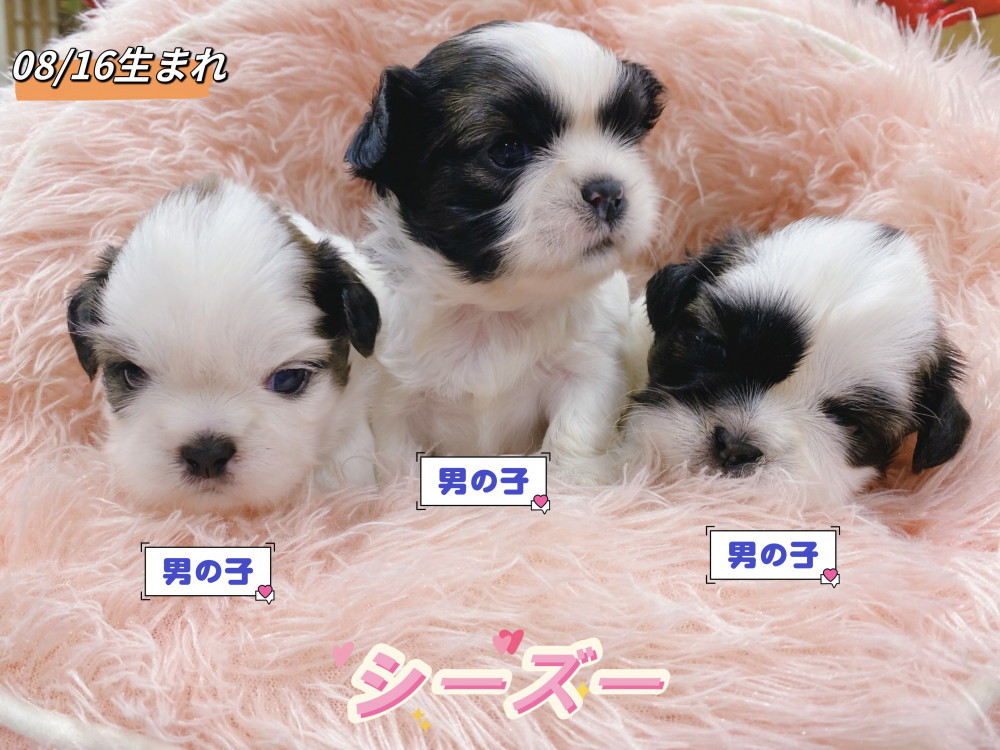 新潟県のシーズー (竹内ペット 新津本店/2026年8月16日生まれ/男の子/その他色)の子犬の1枚目の画像