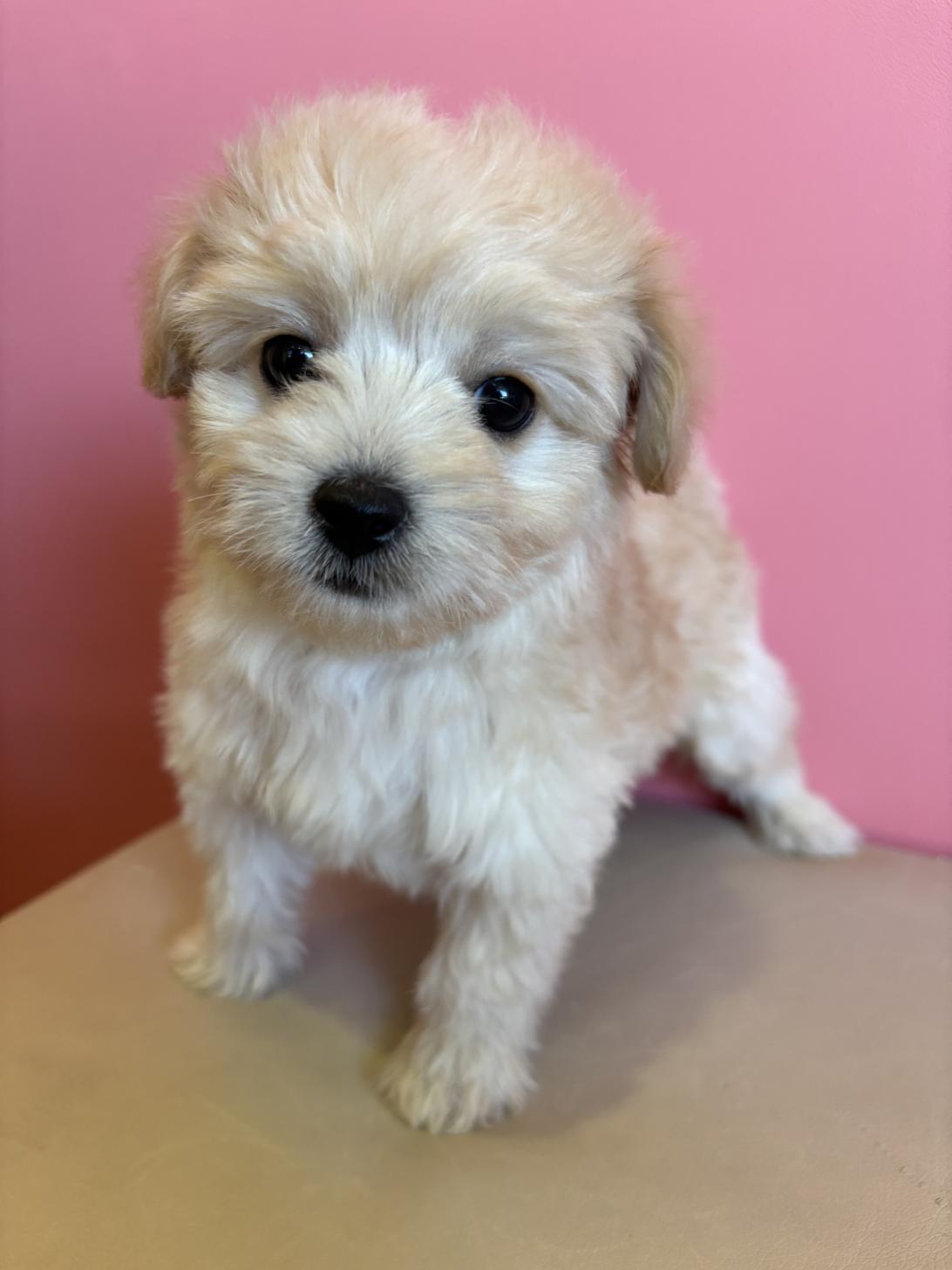 埼玉県のチワプー/プーチー(チワワ×プードル) (ペッツスマイル南中野店/2025年9月28日生まれ/男の子/クリーム)の子犬の1枚目の画像