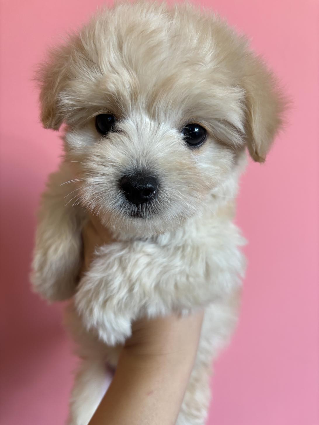 埼玉県のチワプー/プーチー(チワワ×プードル) (ペッツスマイル南中野店/2025年9月28日生まれ/男の子/クリーム)の子犬の2枚目の画像