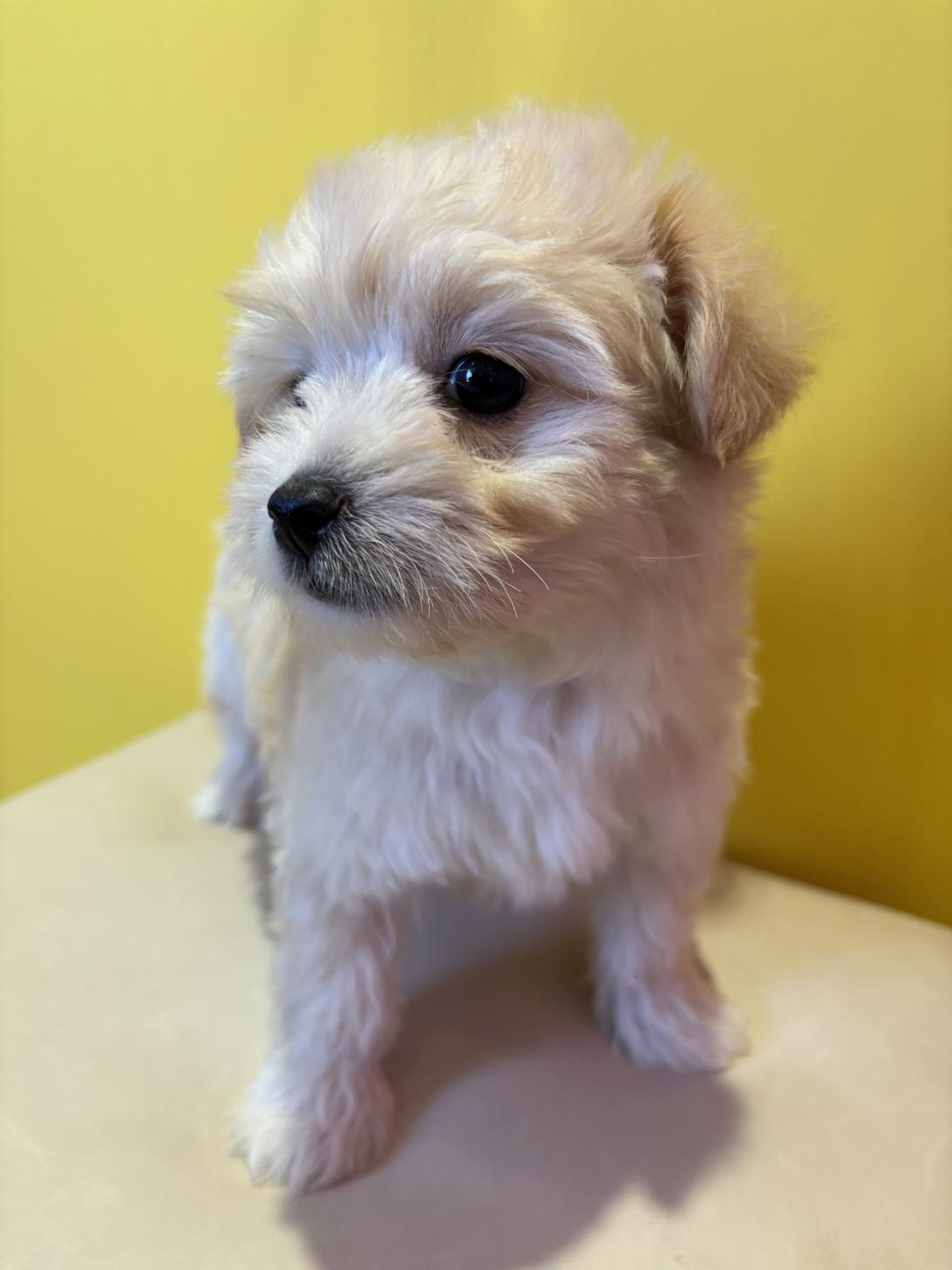埼玉県のチワプー/プーチー(チワワ×プードル) (ペッツスマイル南中野店/2025年9月28日生まれ/男の子/クリーム)の子犬の3枚目の画像