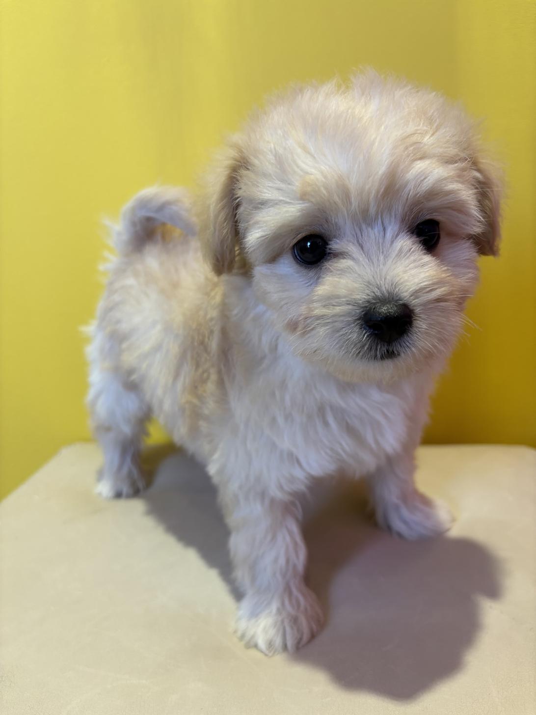 埼玉県のチワプー/プーチー(チワワ×プードル) (ペッツスマイル南中野店/2025年9月28日生まれ/男の子/クリーム)の子犬の4枚目の画像