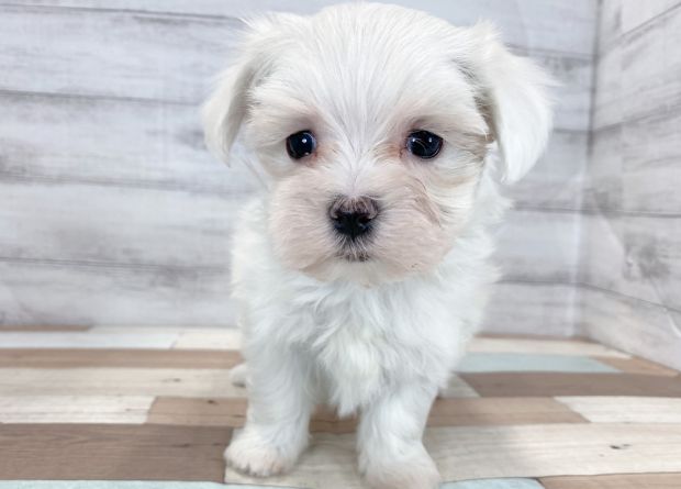 新潟県のマルチーズ (竹内ペット 新津本店/2025年12月4日生まれ/女の子/ホワイト)の子犬