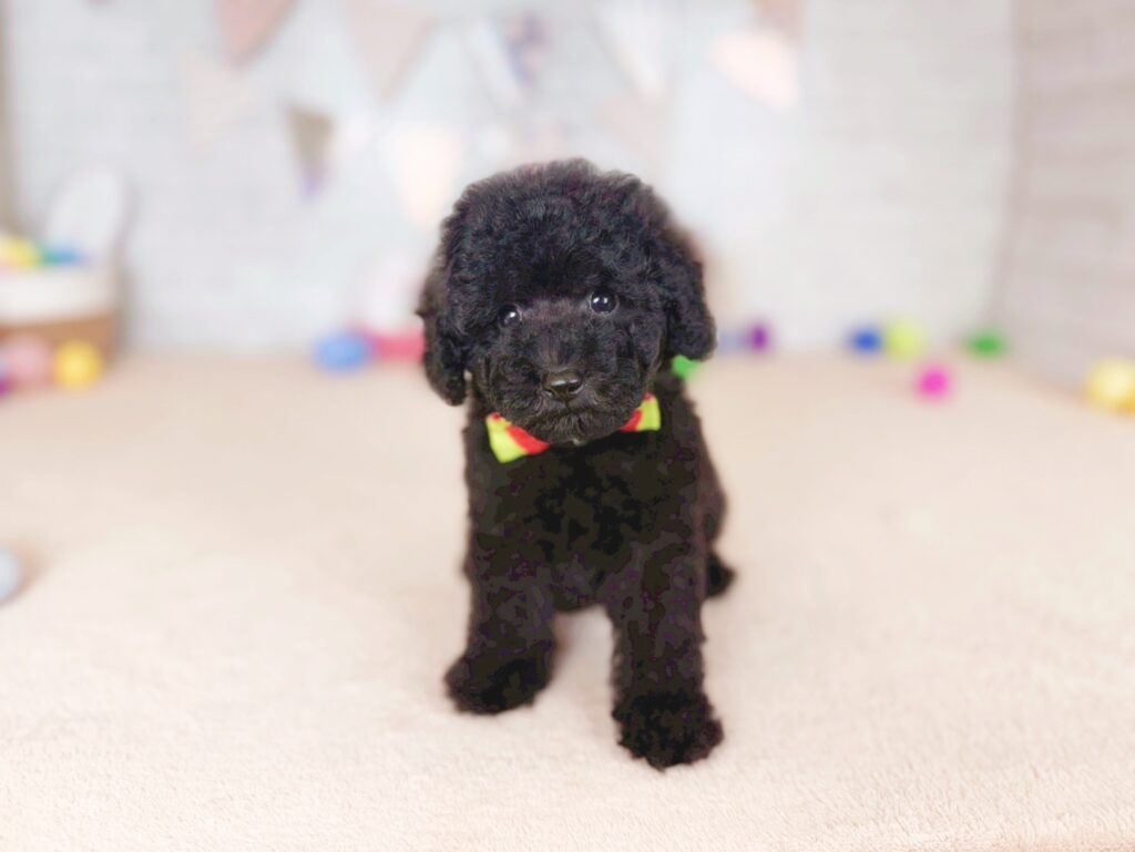 北海道のトイプードル(トイ) (ペットショップだんぼ/2026年5月21日生まれ/男の子/ブラック)の子犬の1枚目の画像
